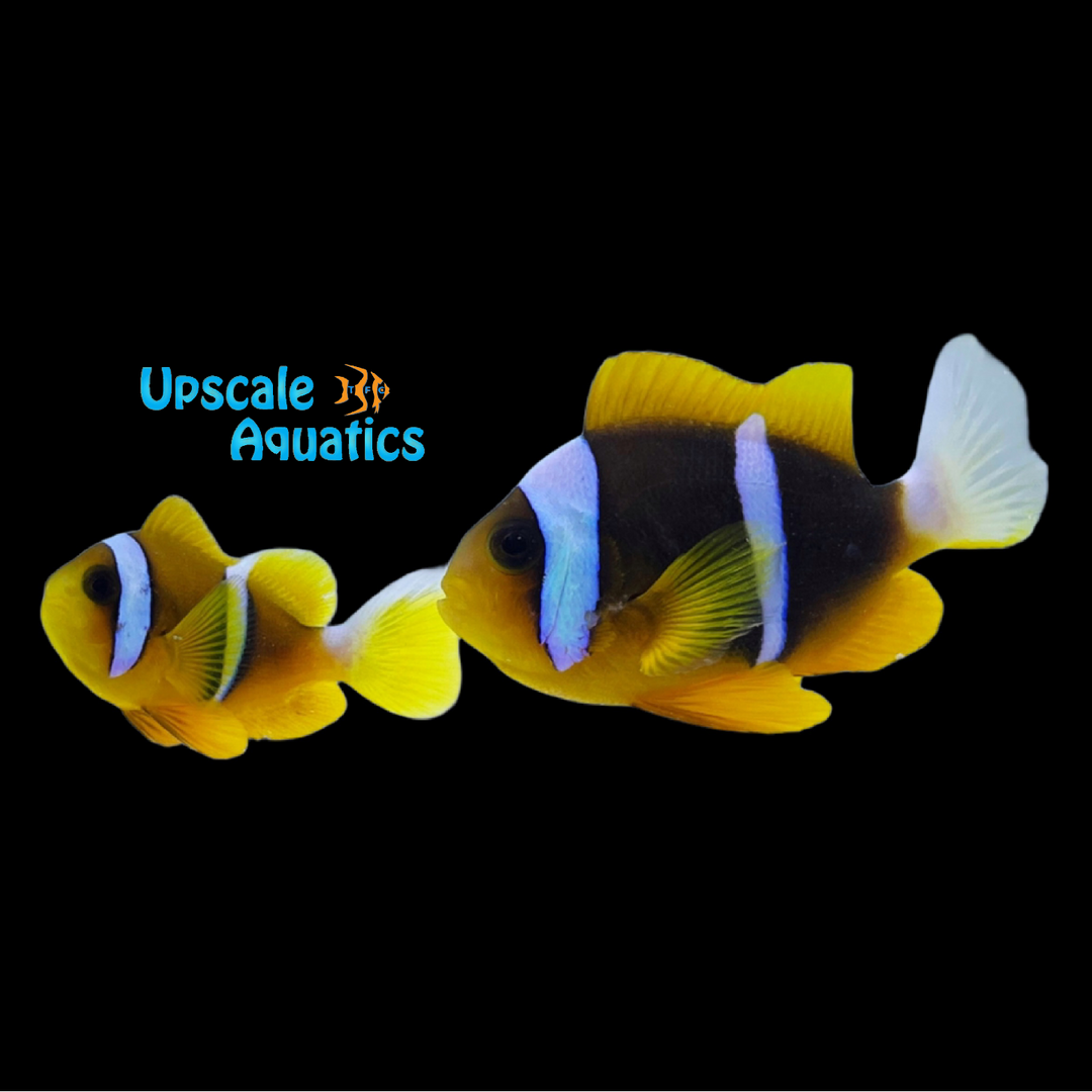 Allardi Clownfish - Wild (Amphiprion allardi)