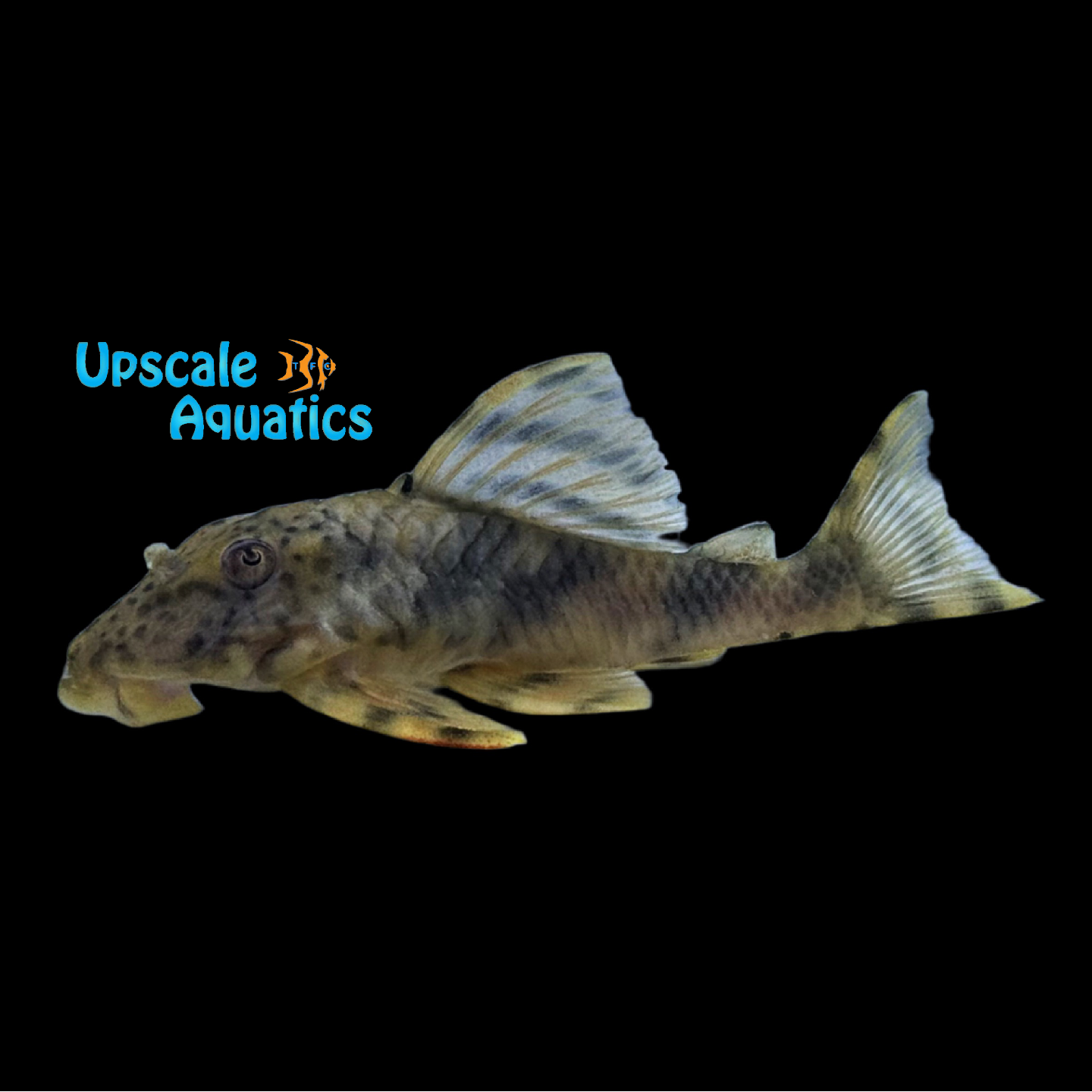 Brevis Pleco LDA078 (Peckoltia brevis LDA078) – Upscale Aquatics
