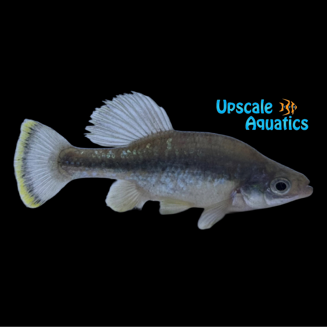 Butterfly Splitfin Goodeid (Ameca splendens)