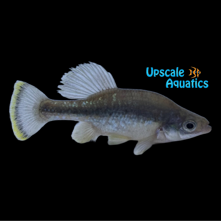 Butterfly Splitfin Goodeid (Ameca splendens)