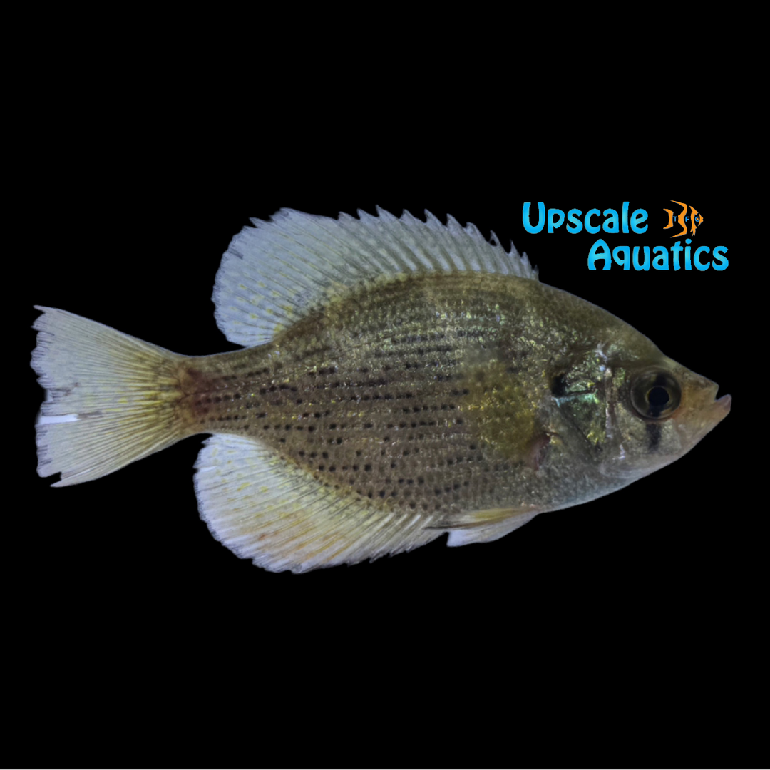 Flier Sunfish (Centrarchus macropterus)