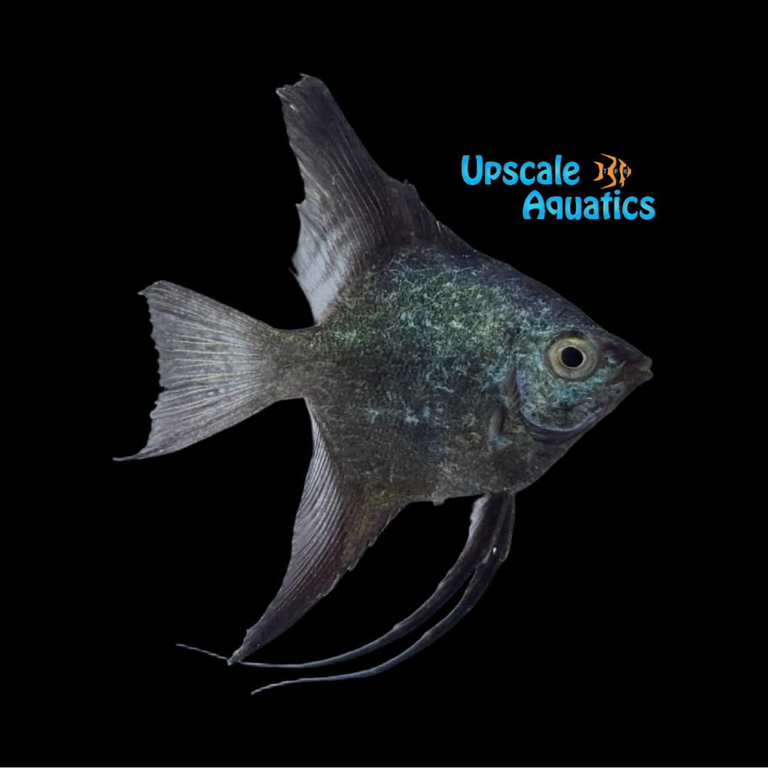 Black Seal Point Angelfish (Pterophyllum scalare)