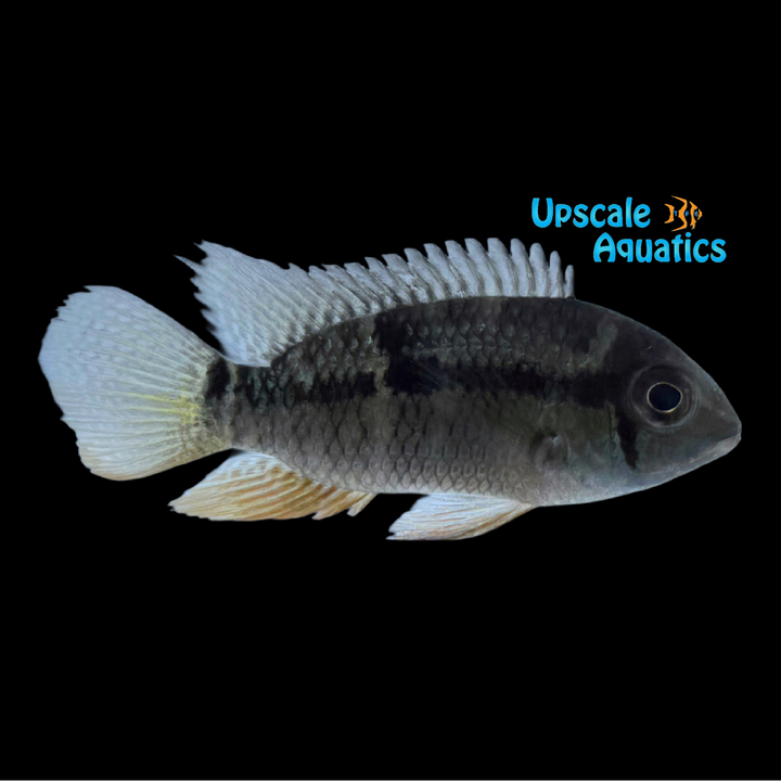 Super Orange Aequidens Cichlid (Aequidens superomaculatum)