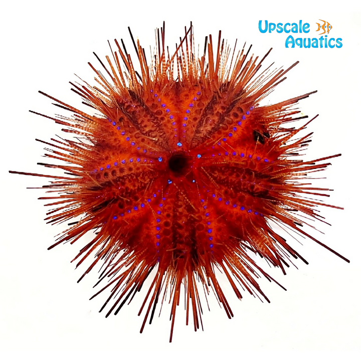 Rainbow Fire Urchin (Astropyga radiata)