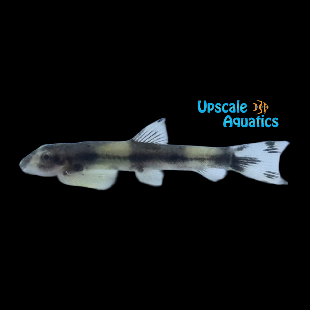 Panda Loach (Yaoshania pachychilus)