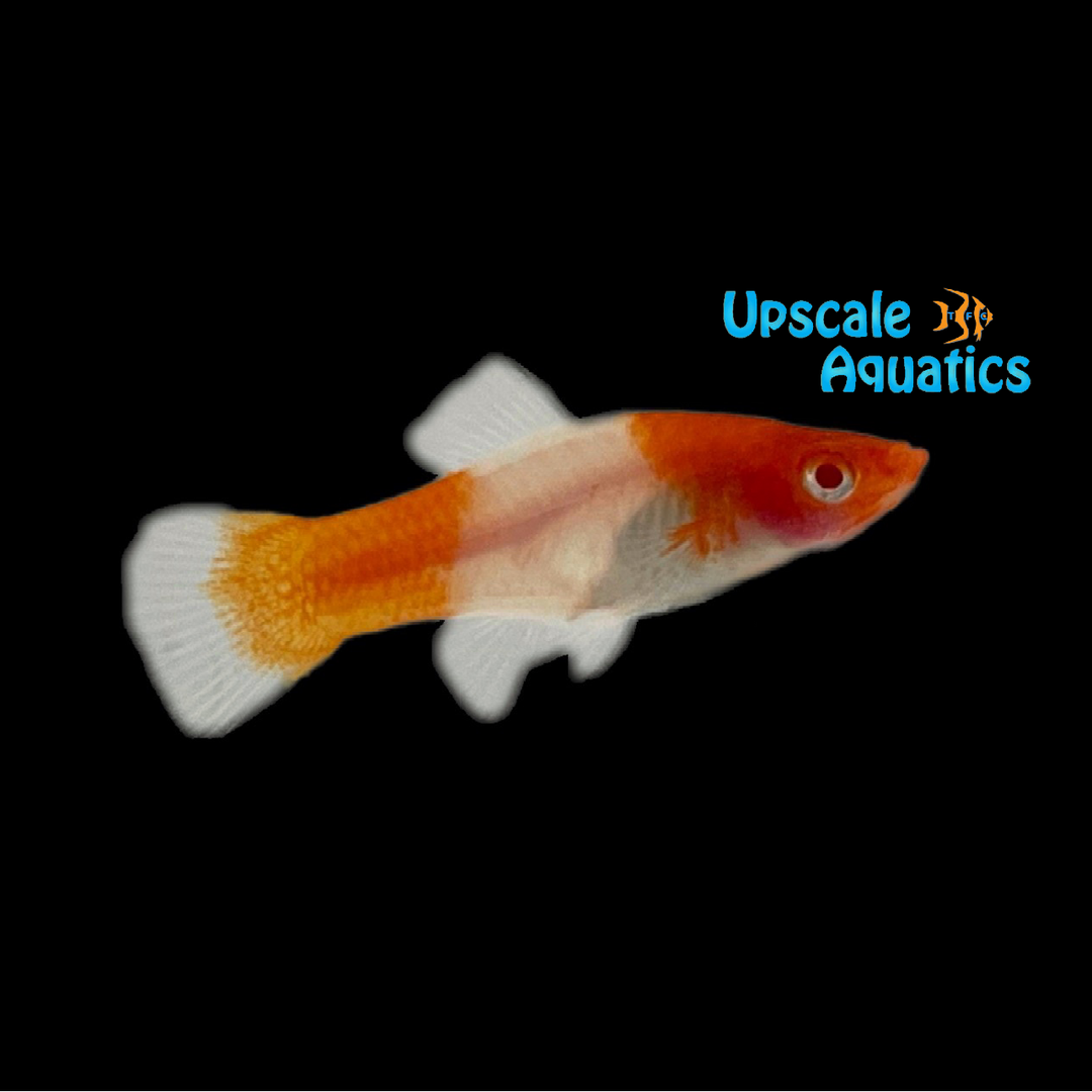 Albino Koi Kohaku Swordtail (Xiphophorus helleri)