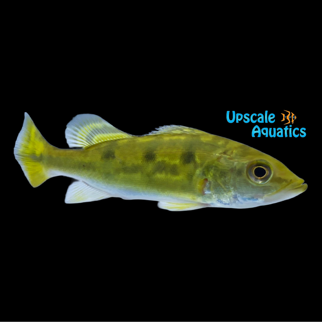 24K Kelberi Peacock Bass (Cichla kelberi 24K)