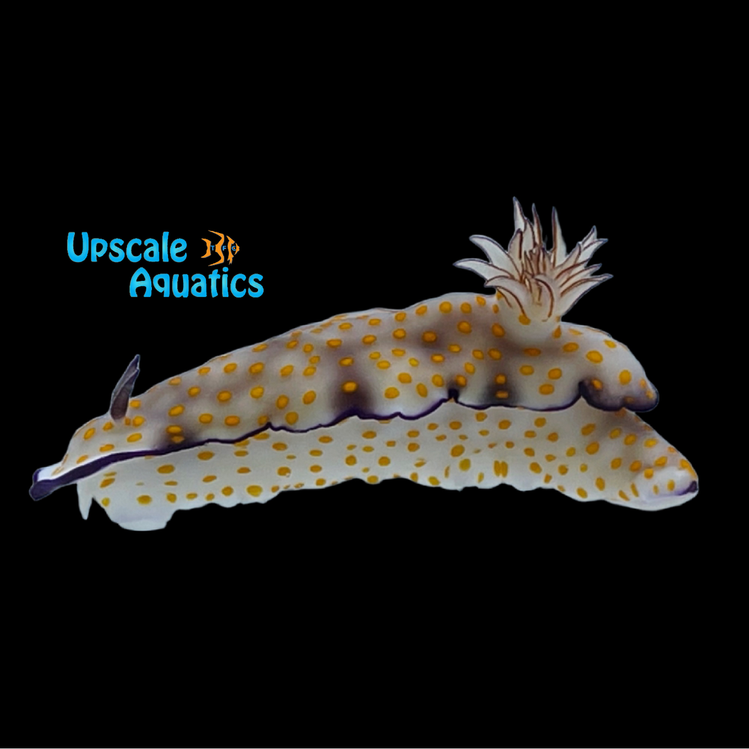 Orange Spotted Nudibranch (Hypselodoris pulchella)