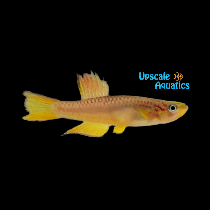 Poliaki Killifish (Aphyosemion poliaki)