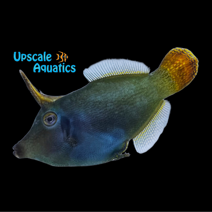 Redtail Filefish (Pervagor melanocephalus)