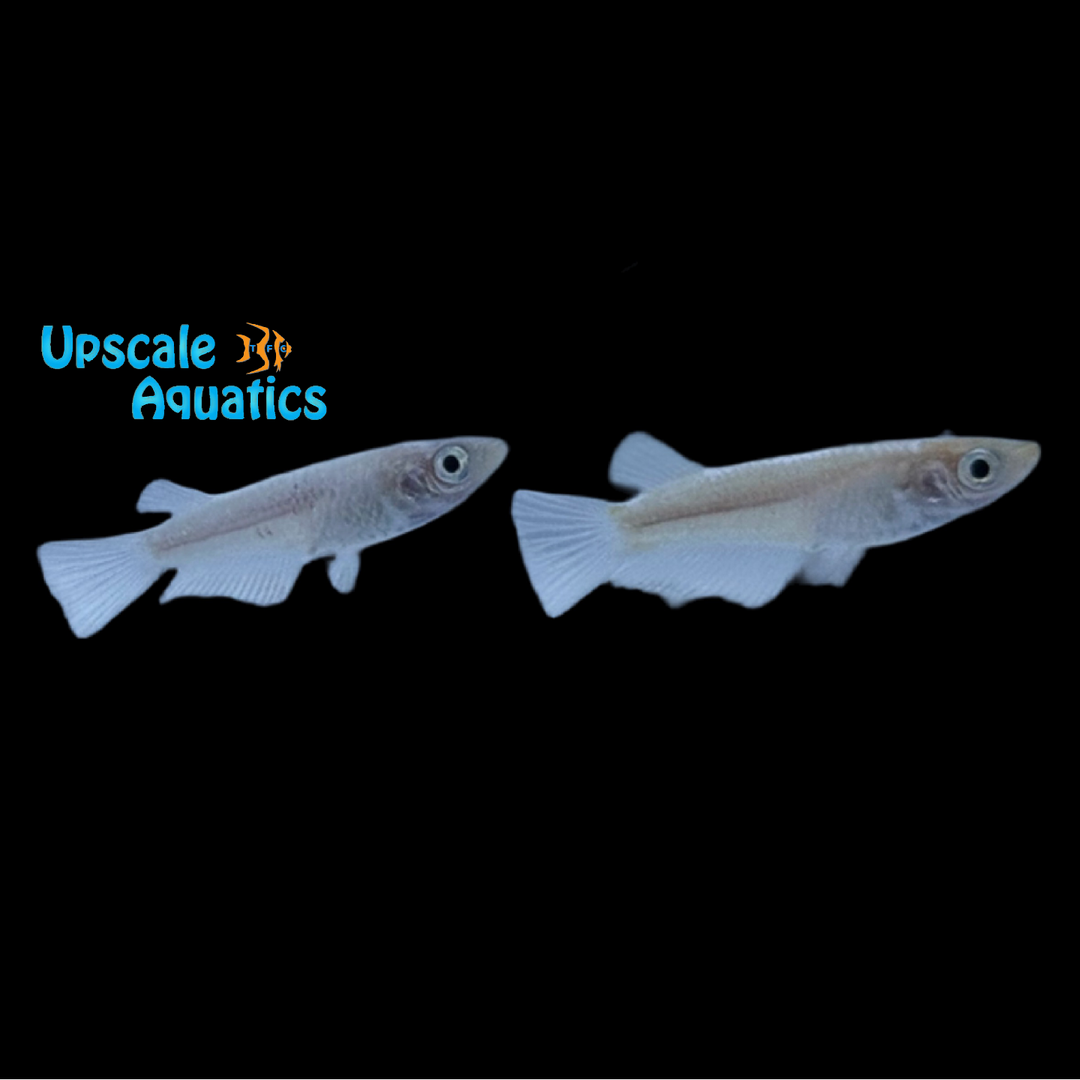 Wide Fin Mariage Ricefish (Oryzias latipes)