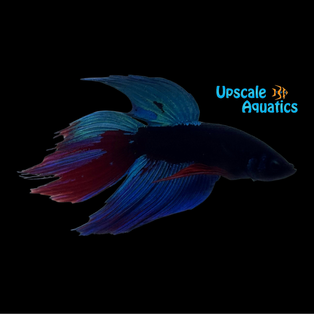 Blue Black Veiltail Betta - Male (Betta splendens)