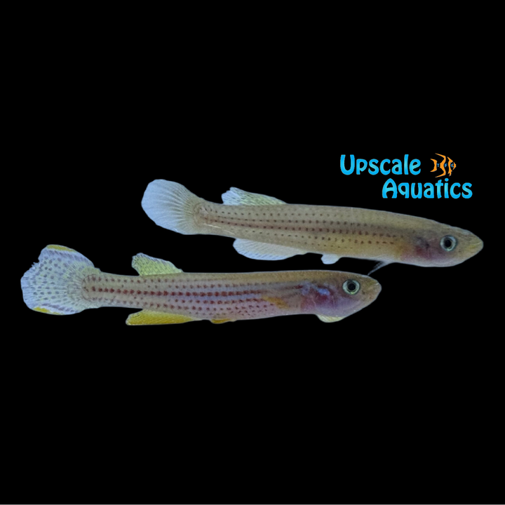 Meinken's Lyretail Killifish (Fundulopanchax oeseri)