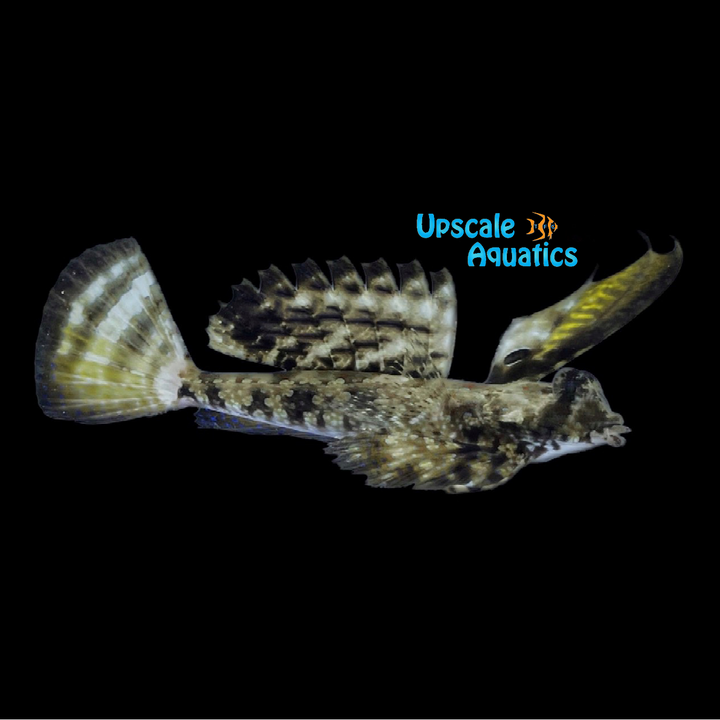 Fingered Dragonet (Dactylopus dactylopus)