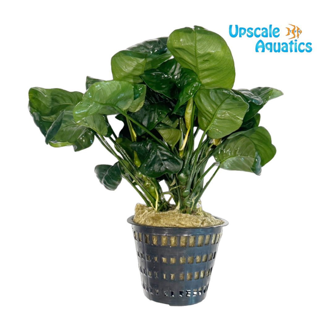 Rainforest Anubias (Anubias barteri 'Rainforest')