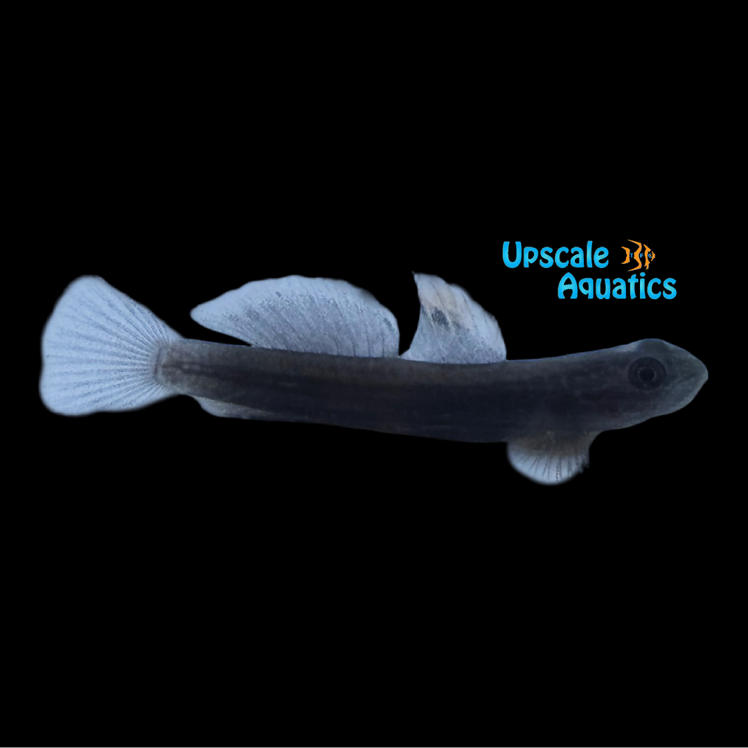Midnight Lentipes Goby (Lentipes dimetrodon)