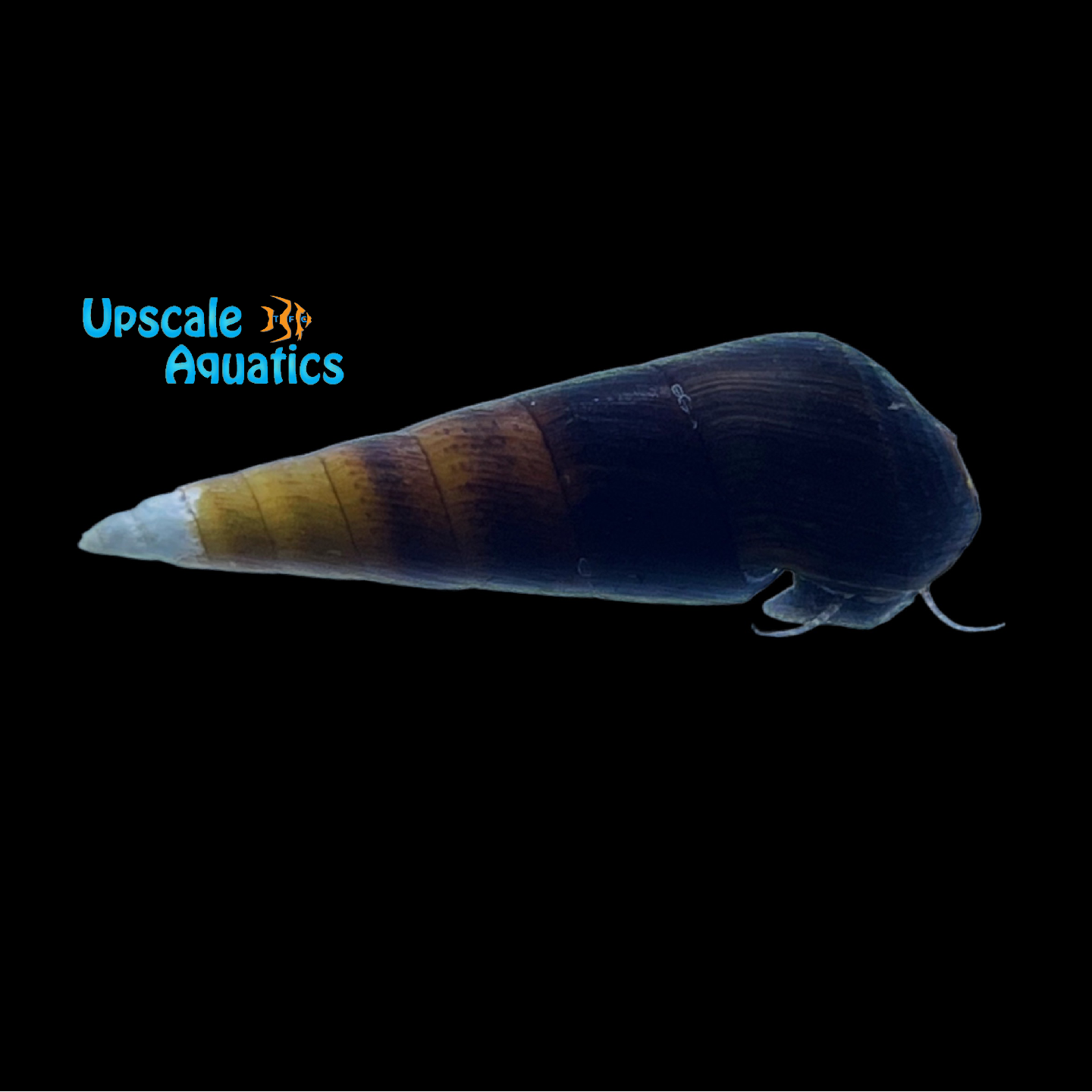 Blue Rabbit Snail (Tylomelania sp.) – Upscale Aquatics