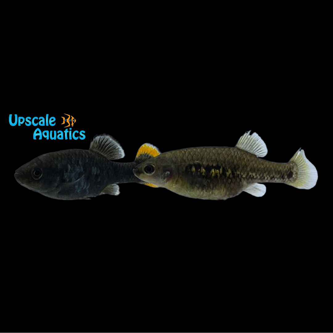 Tequila Splitfin Goodeid (Zoogoneticus tequila)