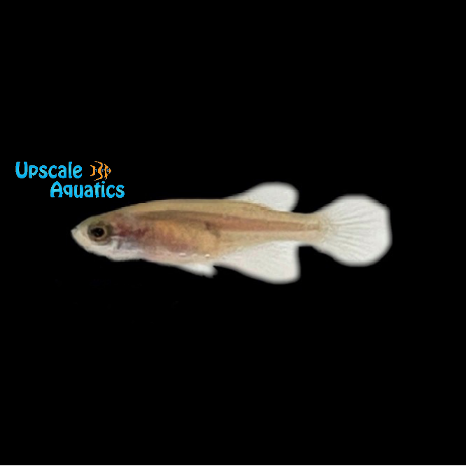 Fasciatus Killifish (Hypsolebias fasciatus 'Unai NP 03-07)