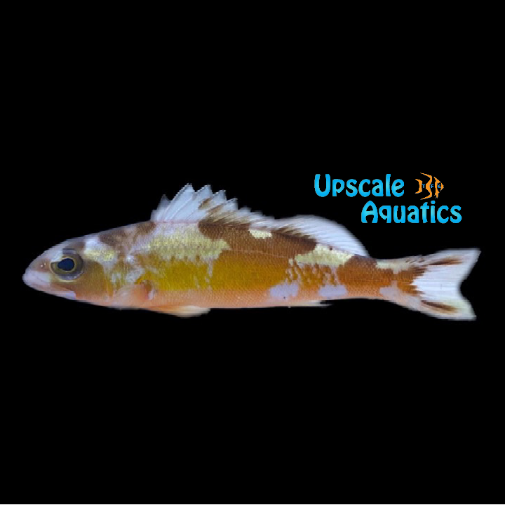 Tobacco Basslet (Serranus tabacarius)