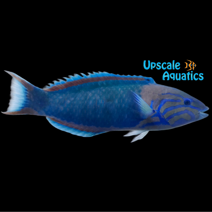 Sunset Wrasse (Thalassoma grammaticum)