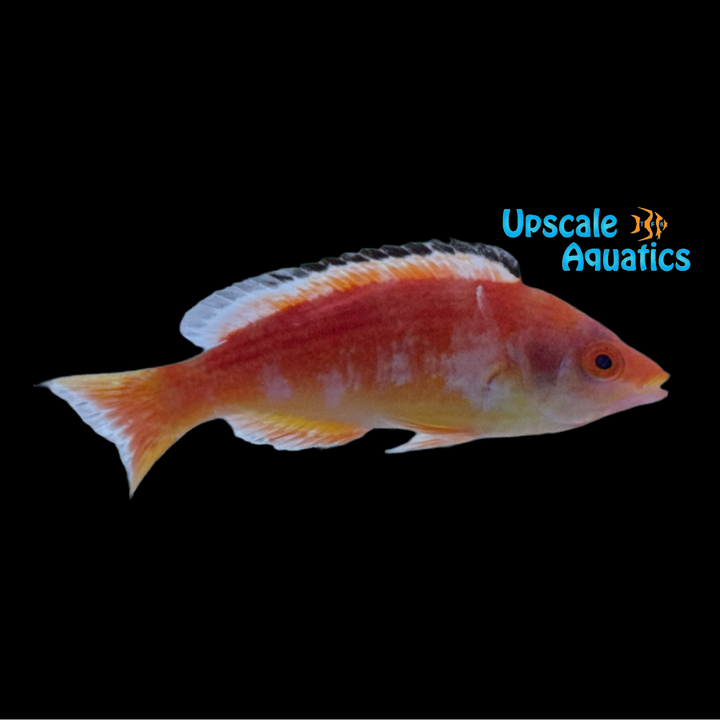 Marjorie's Fairy Wrasse - Male (Cirrhilabrus marjorie)