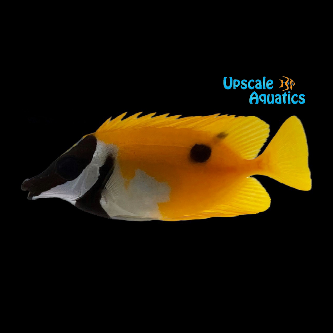 One Spot Foxface (Siganus unimaculatus)