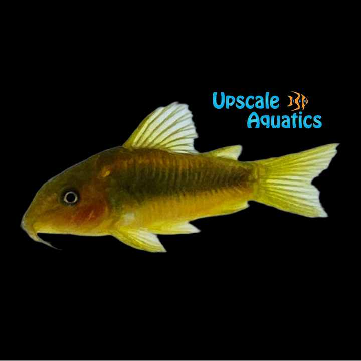 Orange Laser Cory (Corydoras sp. CW010)