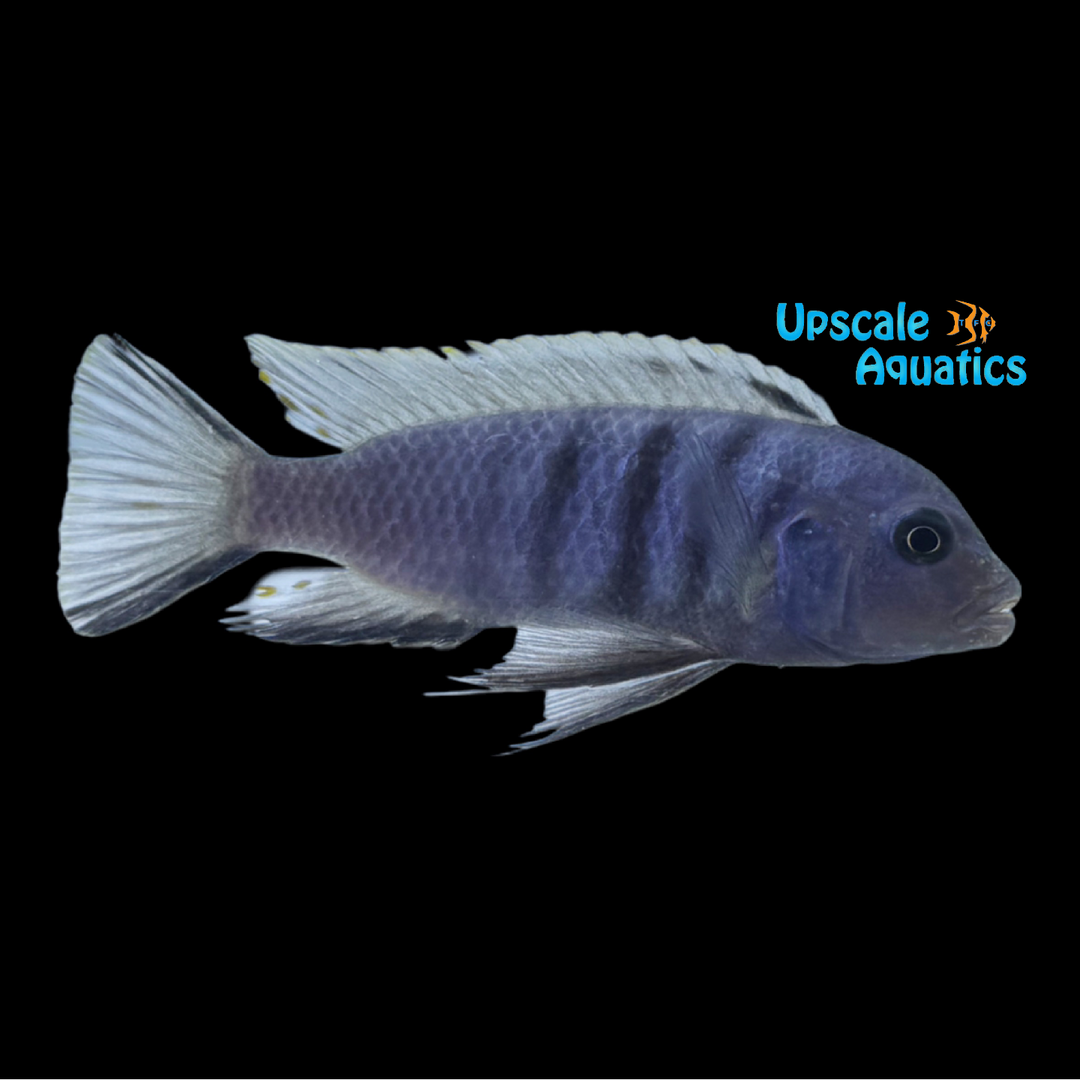 Elongatus 'Likoma' Cichlid (Chindongo sp. elongatus ornatus 'Likoma')