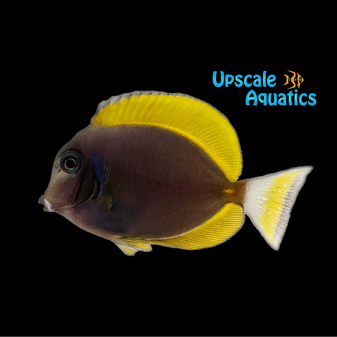 Powder Blue x Gold Rim Tang Hybrid (Acanthurus leucosternon x Acanthurus nigricans)