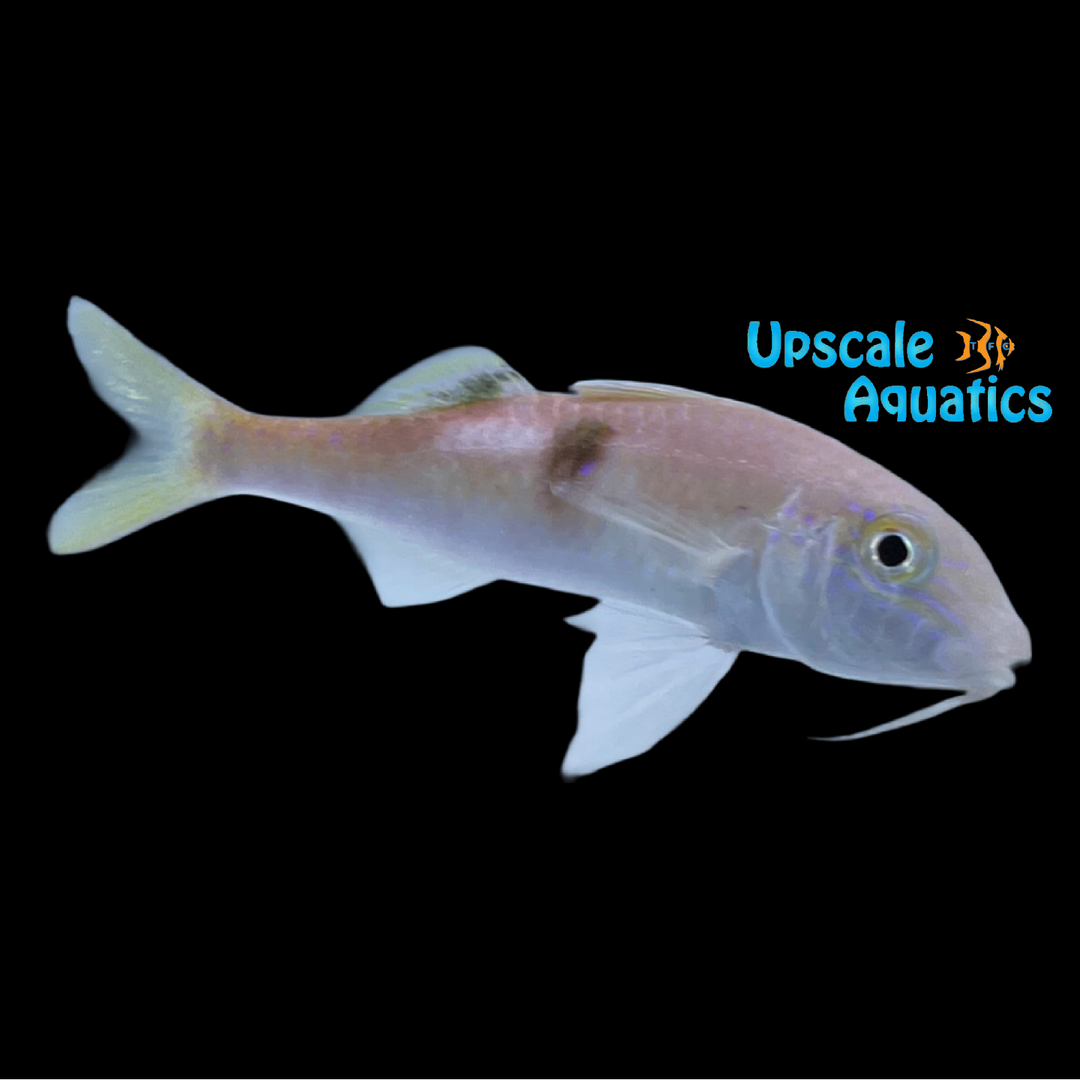 Sidespot Goatfish (Parupeneus pleurostigma)