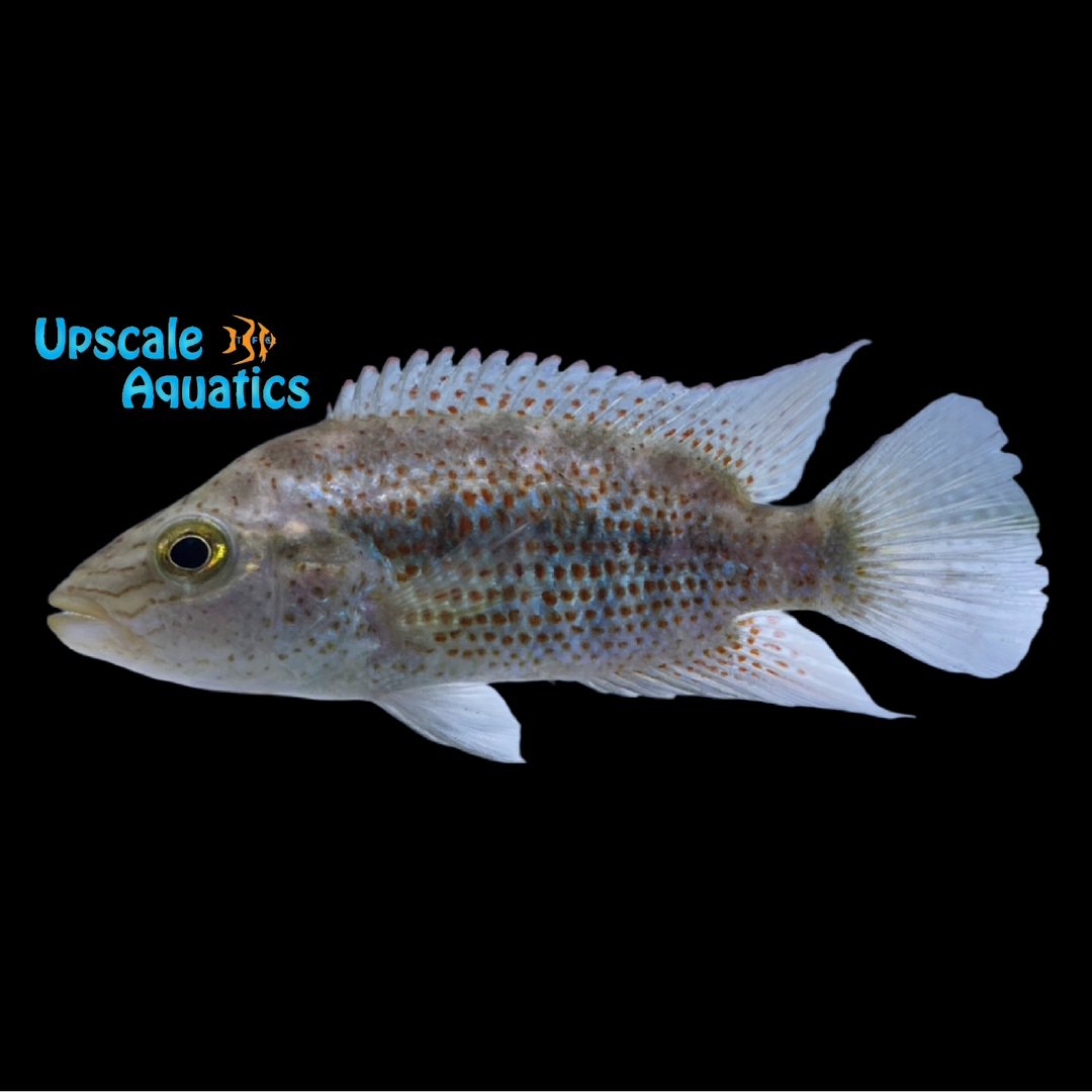 Grammodes Cichlid (Chiapaheros grammodes)