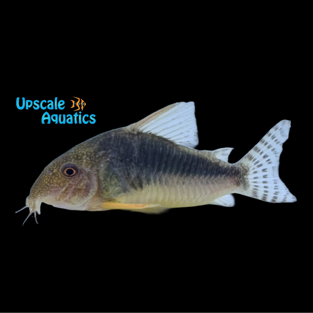 Gossei Corydoras (Hoplisoma gossei)