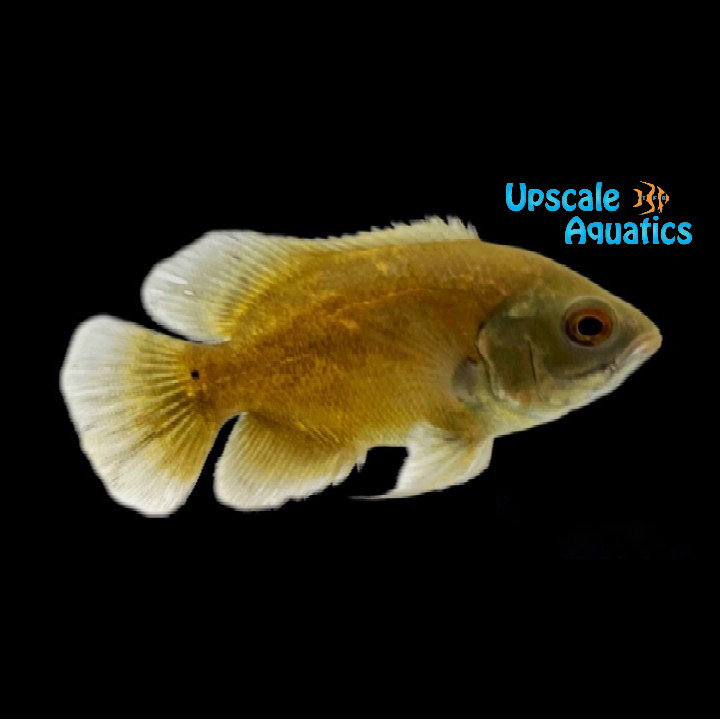 Gold Oscar (Astronotus ocellatus)