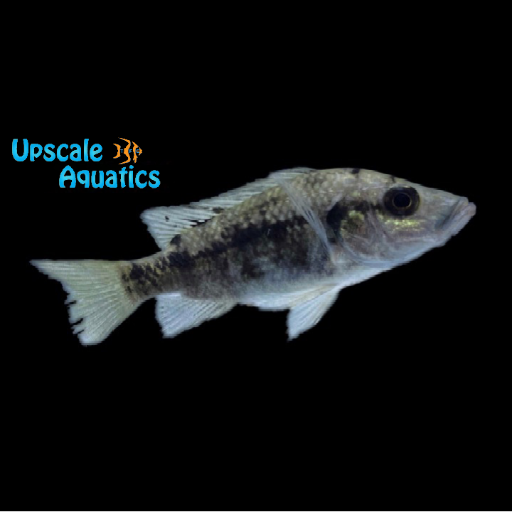 Pindu Cichlid (Stomatepia pindu)