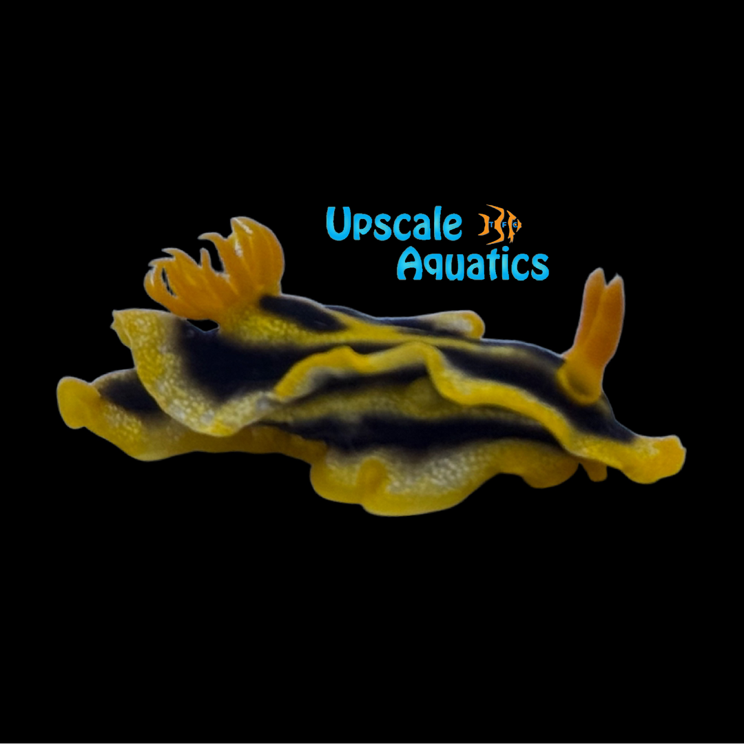 Josh's Sea Slug (Chromodoris joshi)