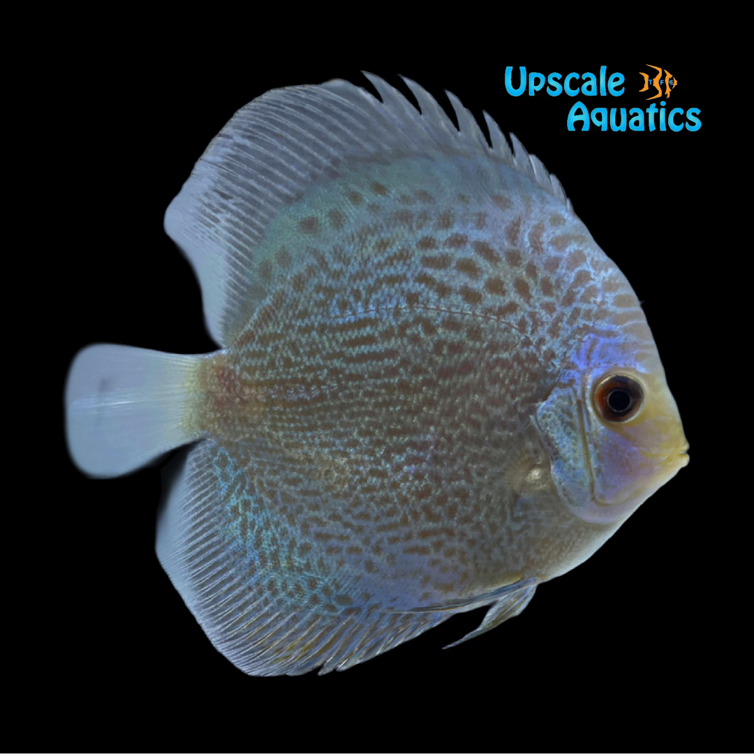 Blue Snakeskin Discus (Symphysodon aequifasciatus)