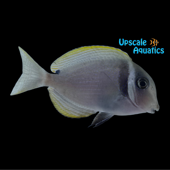 Whitebar Tang (Acanthurus leucopareius)
