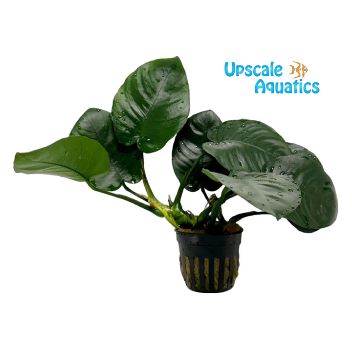 Broad Leaf Anubias (Anubias barteri 'broad leaf')