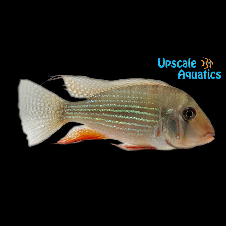 Luo Han Heckelii Cichlid (Acarichthys heckelii)