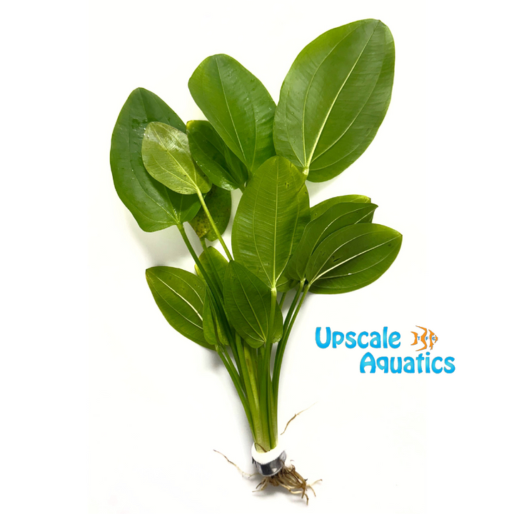 Cordifolius Sword (Echinodorus cordifolius)