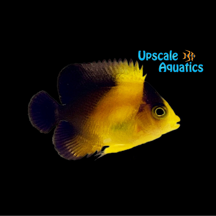 Venustus Angelfish - Captive Bred (Centropyge venusta)