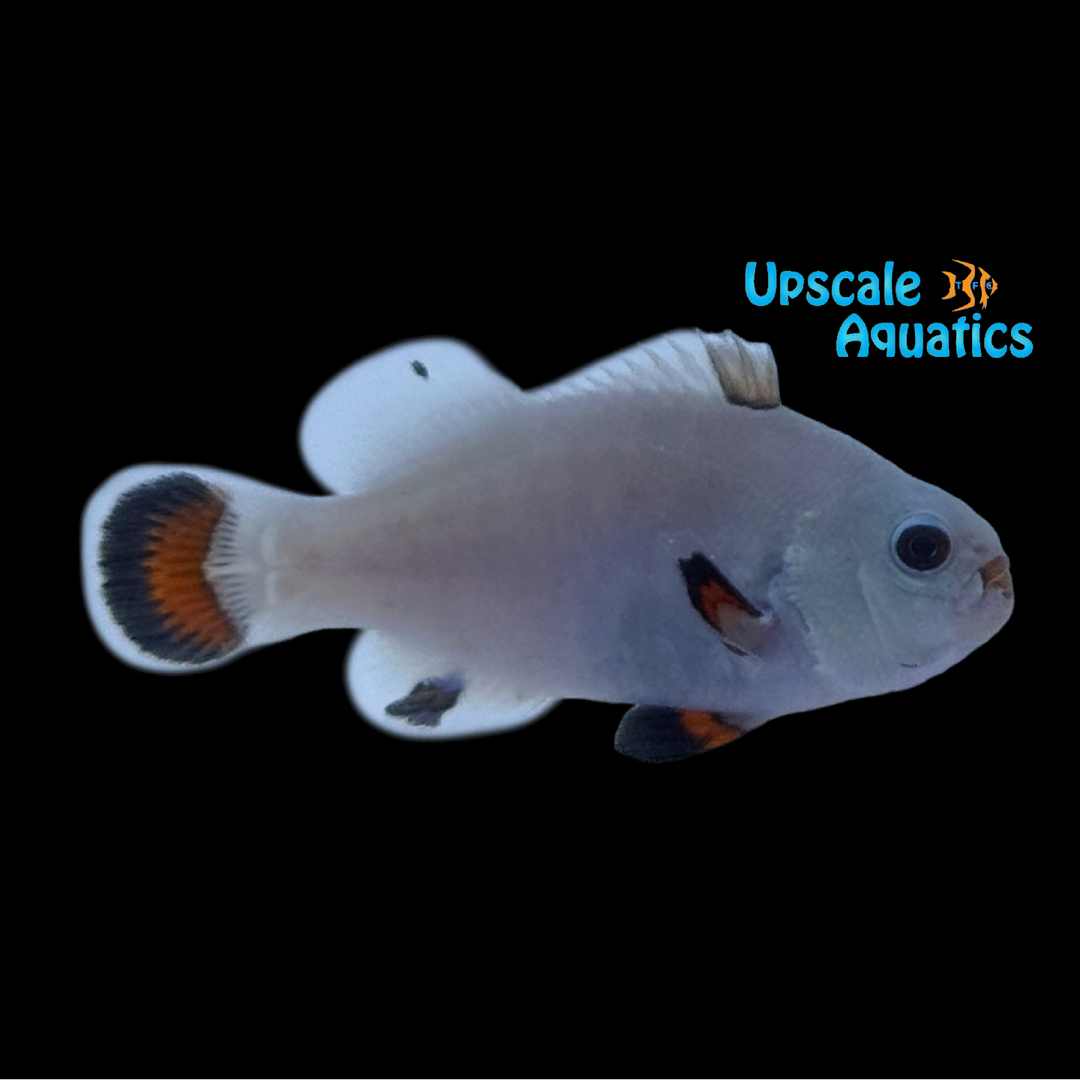 Orange Snow Storm Clownfish (Amphiprion ocellaris)