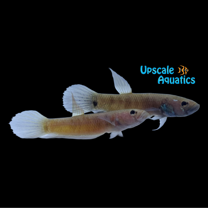 Betta Pallifina - Wild (Betta pallifina)
