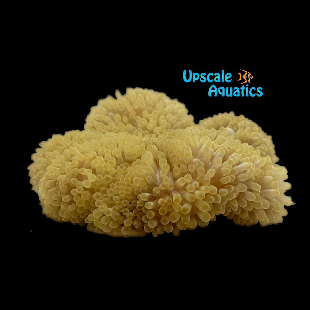 Caribbean Carpet 'Sun' Anemone (Stichodactyla helianthus Caribbean Carpet 'Sun' Anemone (Stichodactyla helianthus