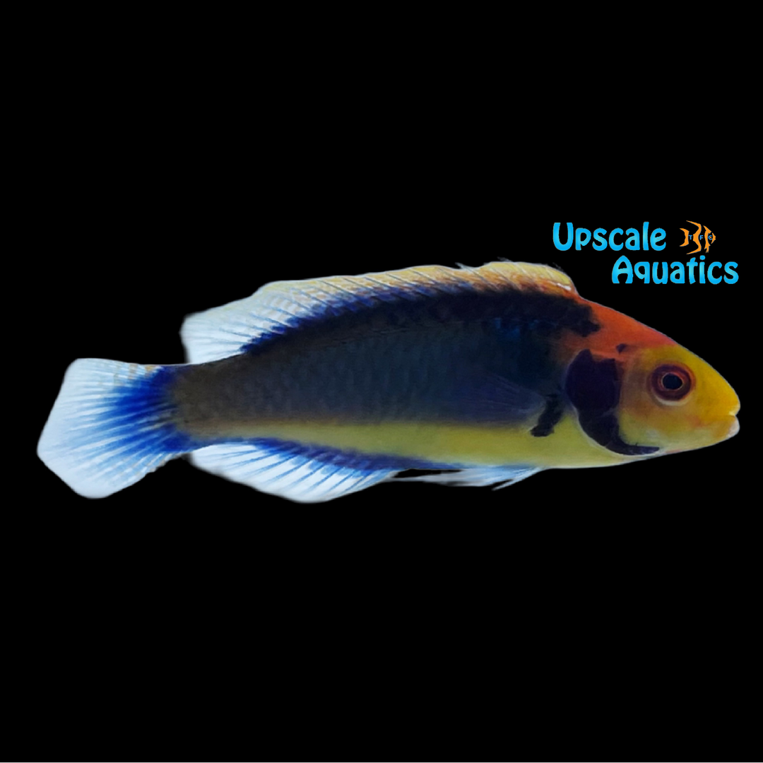 Red Eye Solar Fairy Wrasse (Cirrhilabrus aquamarinus)