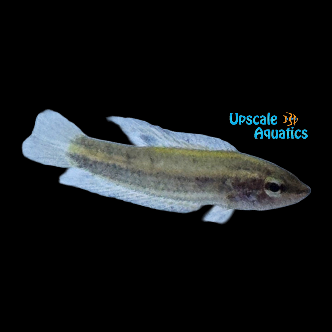 Sumatranus Licorice Gourami (Parosphromenus sumatranus)