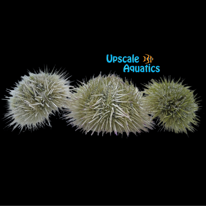 Pin Cushion Urchin (Lytechinus variegatus)