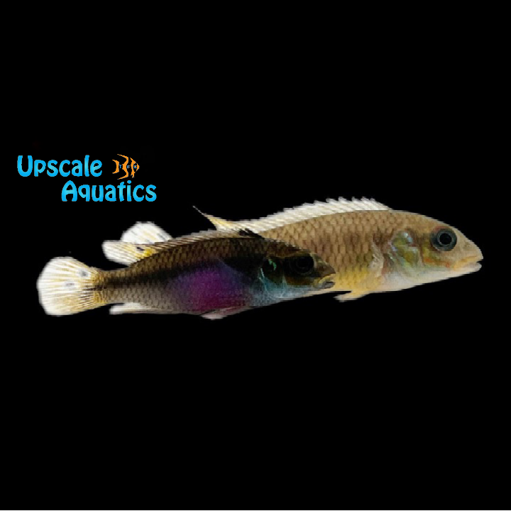 Kribensis Cichlid 'Moliwe' (Pelvicachromis taeniatus 'Moliwe')