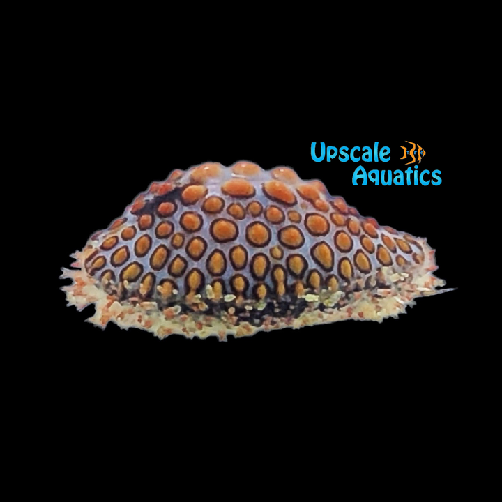 Orange Button Cowrie (Jenneria pustulata)